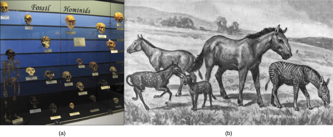 Horse evolution False.jpg